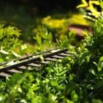 Que faire des branches après avoir taillé sa haie ?