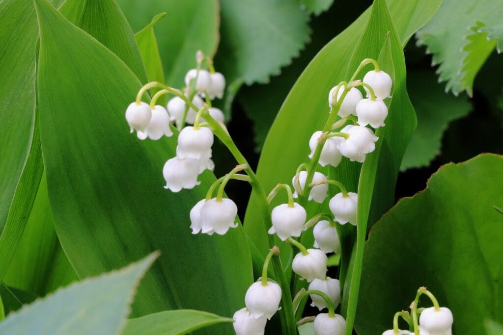 Pourquoi offre t-on du muguet le 1er mai ?