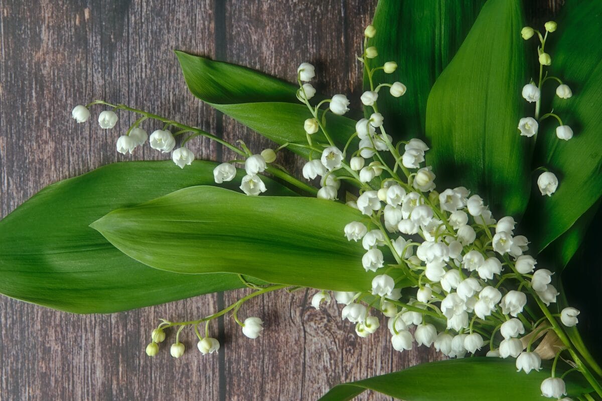 Pourquoi offre t-on du muguet le 1er mai ?