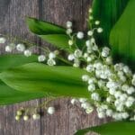 Pourquoi offre t-on du muguet le 1er mai ?