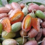 Éléagnus : quelles différences entre olives d'automne et goumis ?