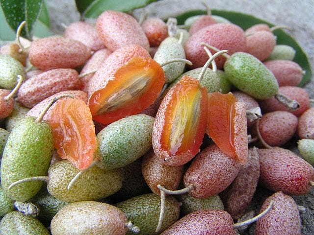 Éléagnus : quelles différences entre olives d'automne et goumis ?