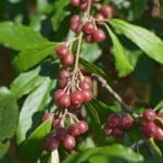 Découvrez les éléagnus et leurs fruits comestibles : les olives d'automne