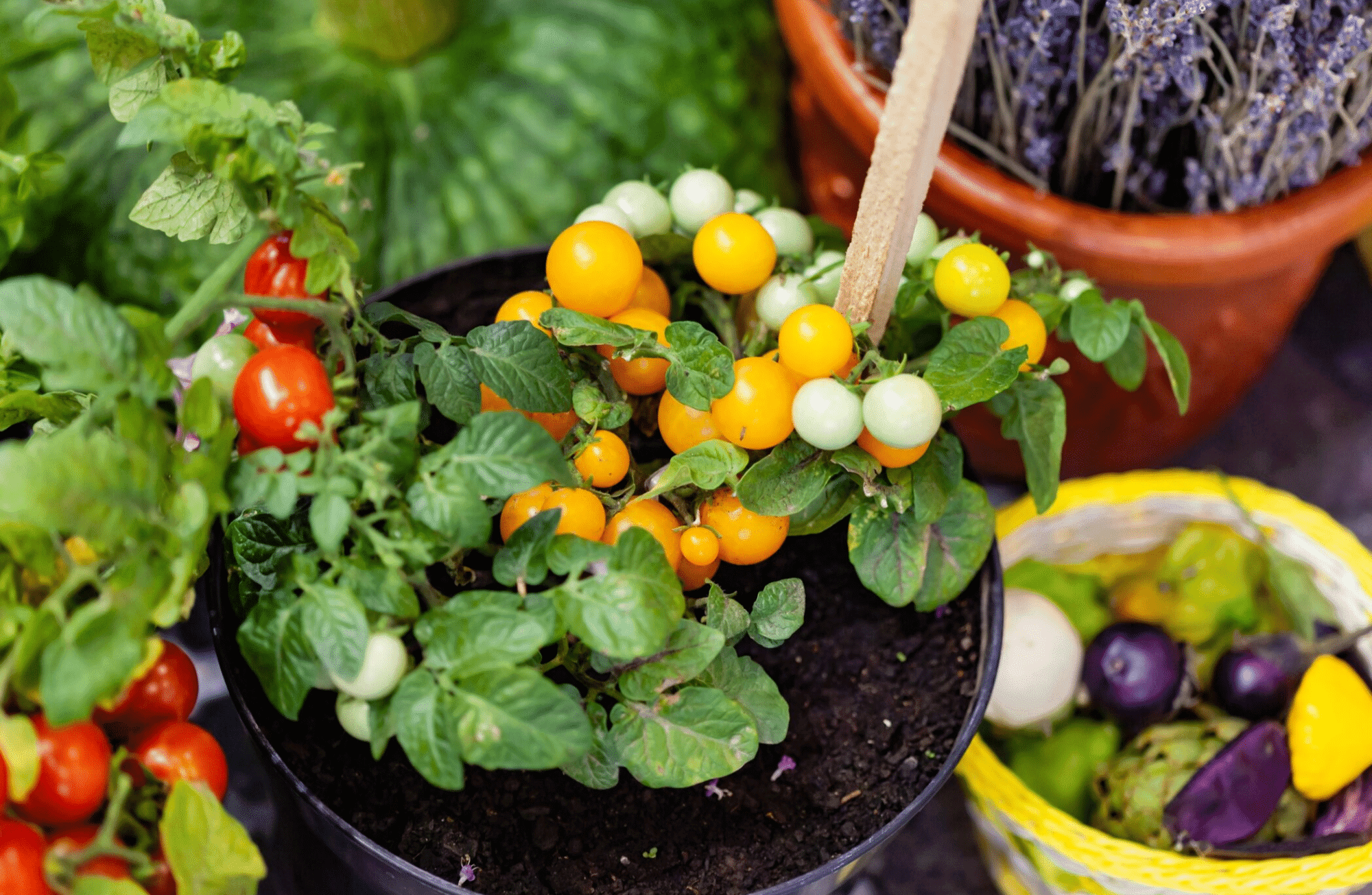 Potager sur balcon : 10 légumes faciles à cultiver pour débutants